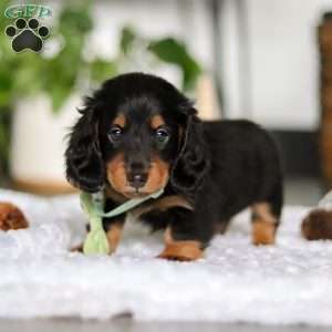 Buddy, Dachshund Puppy